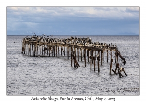 Antarctic Shags