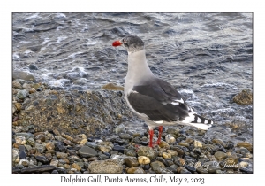 Dolphin Gull