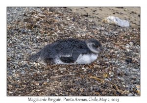 Magellanic Penguin