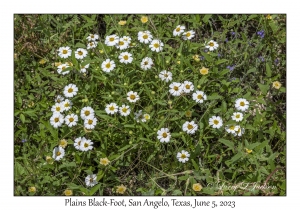 Plains Black-Foot