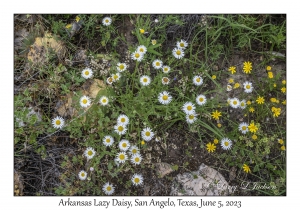 Arkansas Lazy Daisies