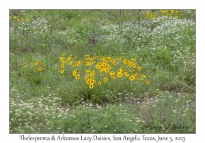 Thelesperma & Arkansas Lazy Daisies