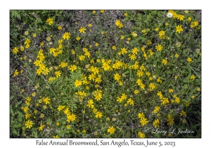 False Annual Broomweed