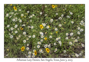 Arkansas Lazy Daisies