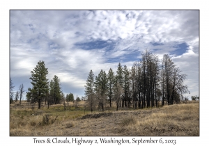 Trees & Clouds