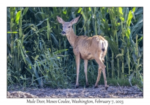 Mule Deer