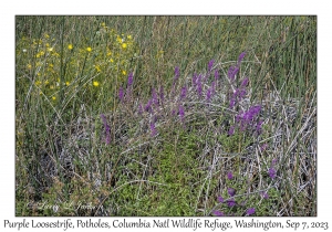 Purple Loosestrife