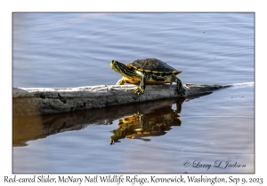 Red-eared Slider