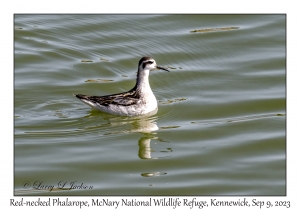 Red-necked Phalarope