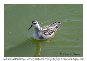 Red-necked Phalarope