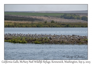 California Gulls