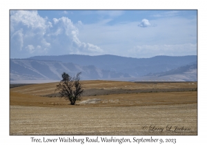 Lone Tree