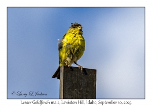 Lesser Goldfinch male