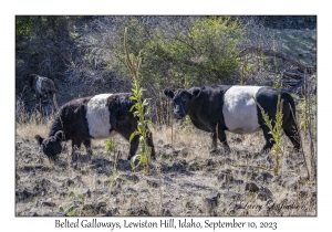 Belted Galloways