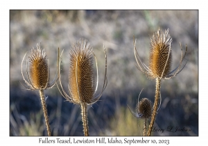 Fullers Teasel