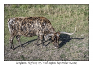 Longhorn