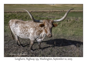 Longhorn