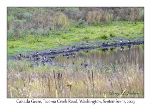 Canada Geese