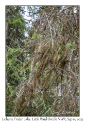 Old Main's Beard Lichens,