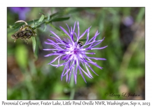 Perennial Cornflower