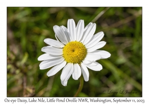 Ox-eye Daisy