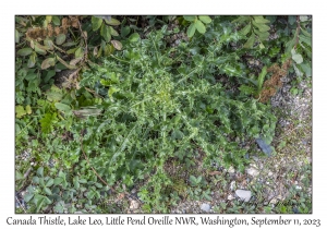 Canada Thistle