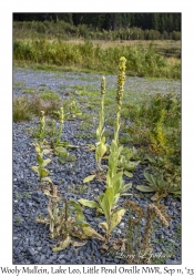 Wooly Mullein