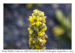 Wooly Mullein