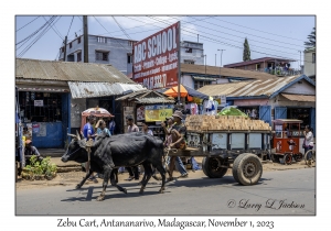 Zebu Cart