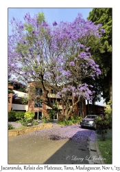 Jacaranda