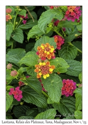 Lantana