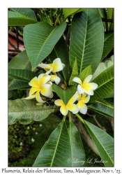 Plumeria hybrid