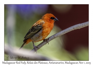 Madagascar Red Fody male