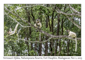 Verreaux's Sifaka