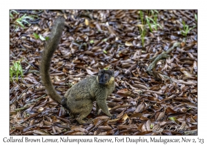 Collared Brown Lemur