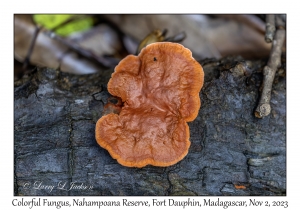 Fungus