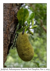 Jackfruit