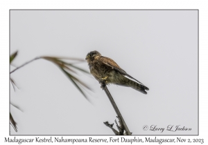 Madagascar Kestrel