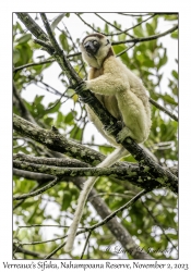 Verreaux's Sifaka