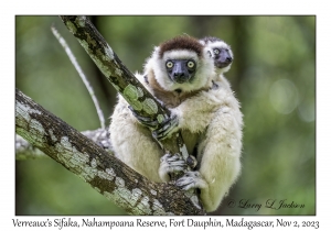 Verreaux's Sifaka