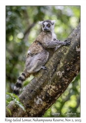 Ring-tailed Lemur