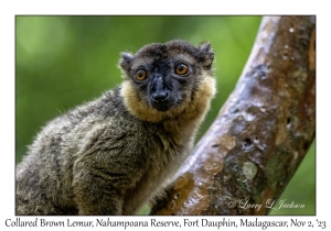 Collared Brown Lemur