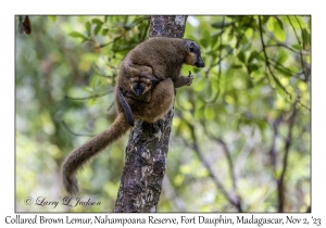 Collared Brown Lemur