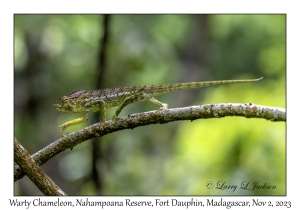 Warty Chameleon