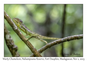 Warty Chameleon