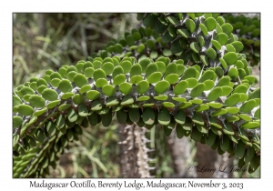 Madagascar Ocotillo