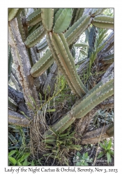 Lady of the Night Cactus & Orchid