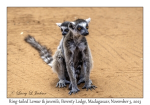 Ring-tailed Lemur & juvenile