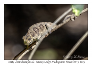 Warty Chameleon female
