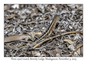 Three-eyed Lizard